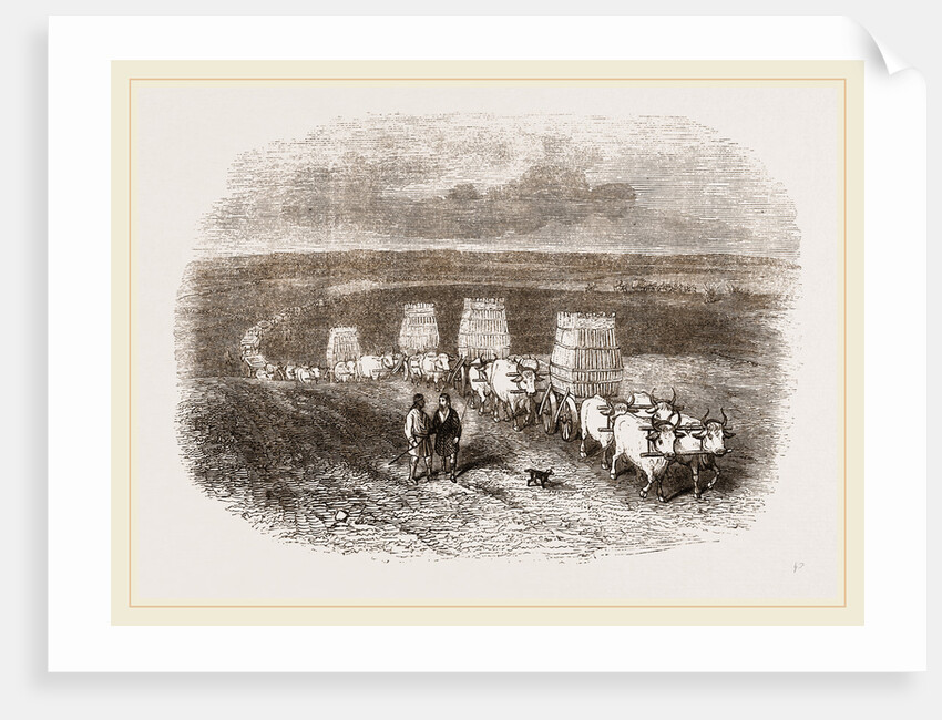 Bullock Caravan in Moldavia by Anonymous