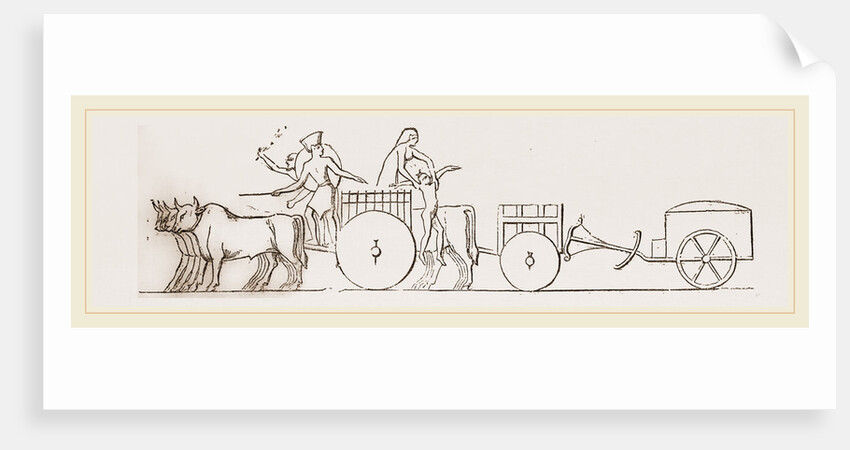 Oxen and Carts Egypt by Anonymous