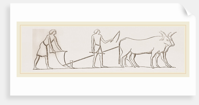 Ancient Egyptian Ploughing Egypt by Anonymous