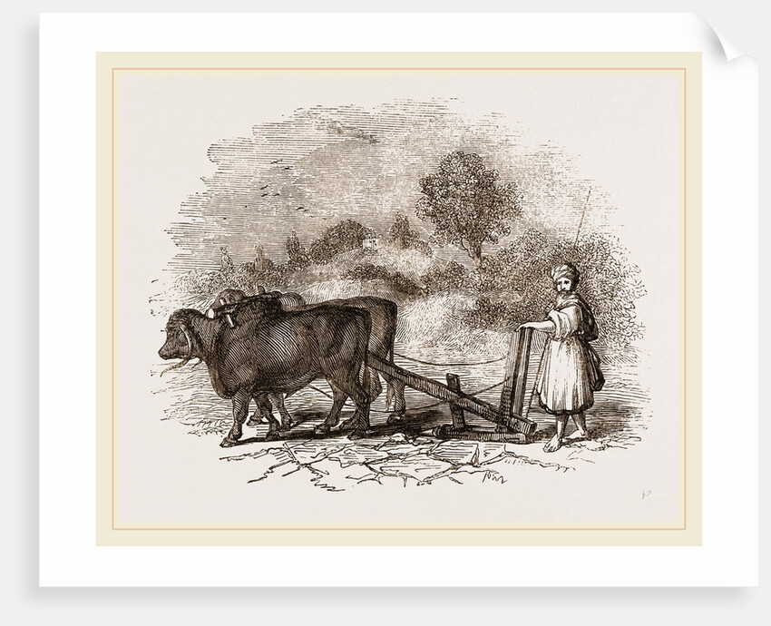 Modern Egyptian Ploughing by Anonymous