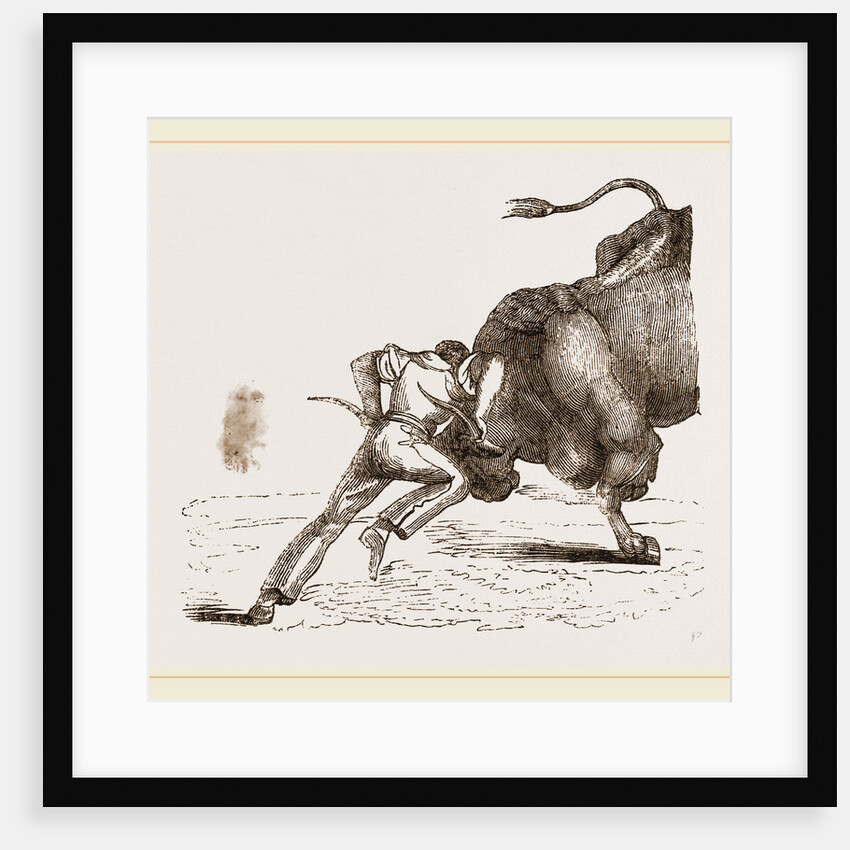 Bull fight by Anonymous