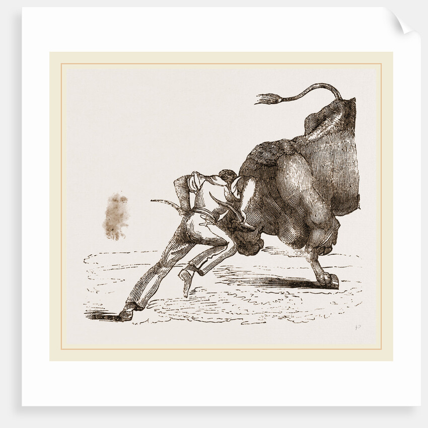 Bull fight by Anonymous