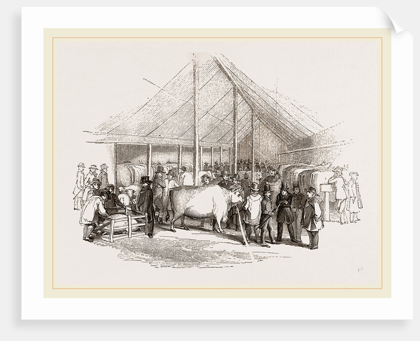 Exhibition of Prize Cattle by Anonymous