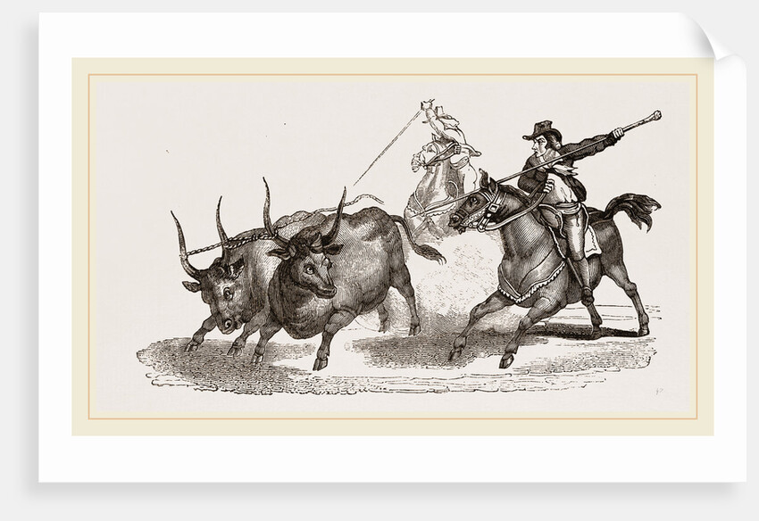 Driving Wild Cattle in the Maremma Italy by Anonymous