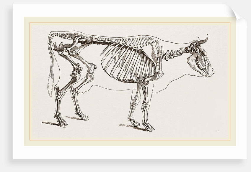 Skeleton of Cow by Anonymous