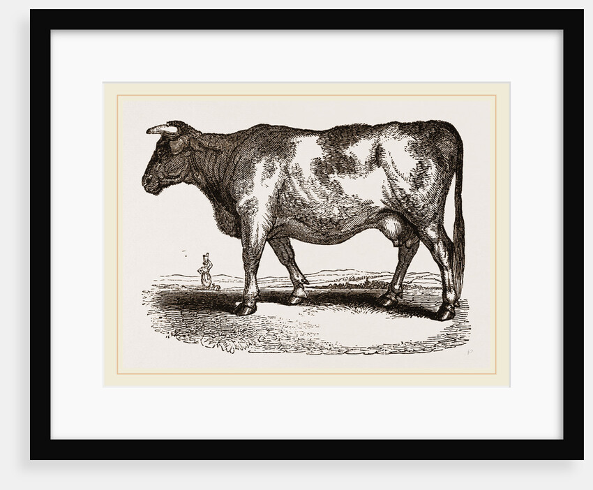 Yorkshire Cow UK by Anonymous