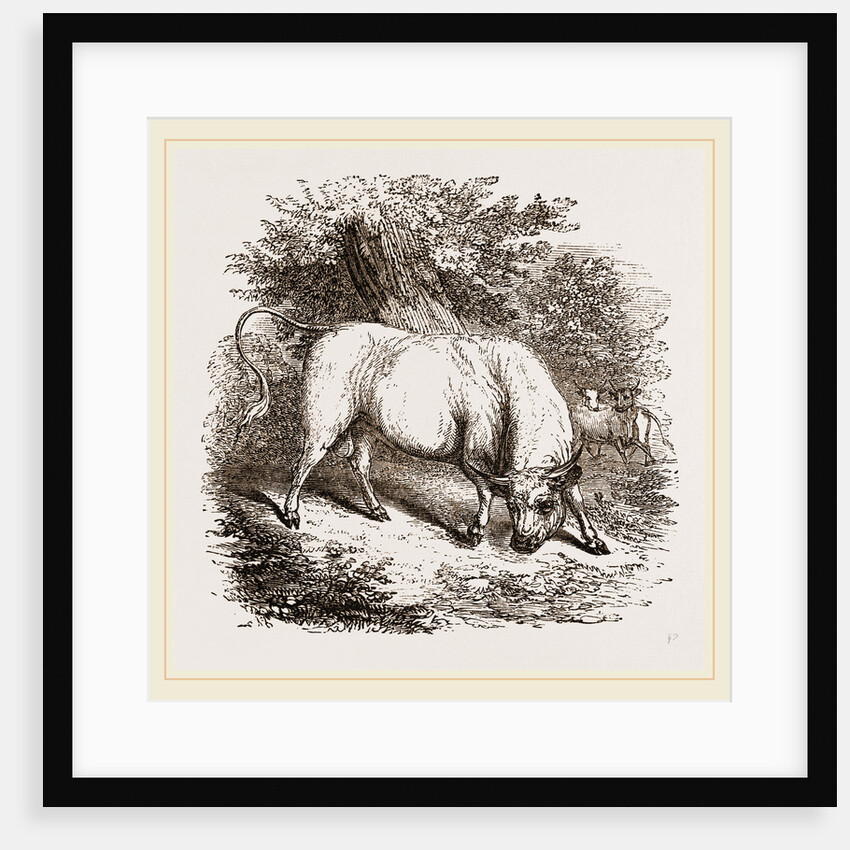 Chillingham Bull UK by Anonymous