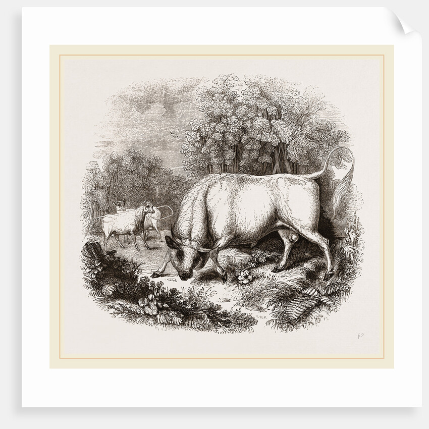 Wild White Cattle of Chillingham Park UK by Anonymous