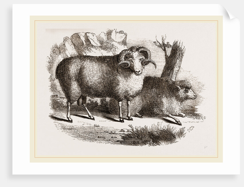 Merino sheep male and female by Anonymous