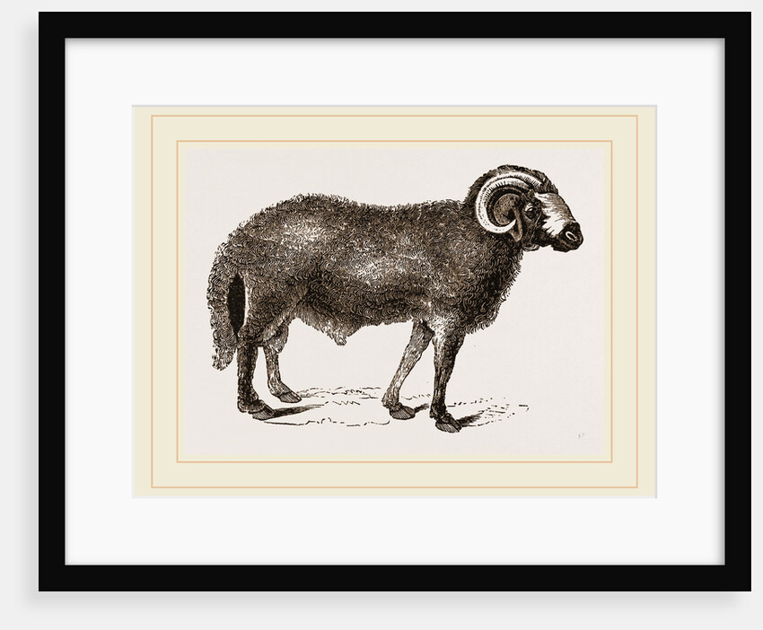 Fat-tailed Sheep of Syria by Anonymous