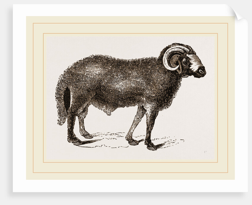 Fat-tailed Sheep of Syria by Anonymous