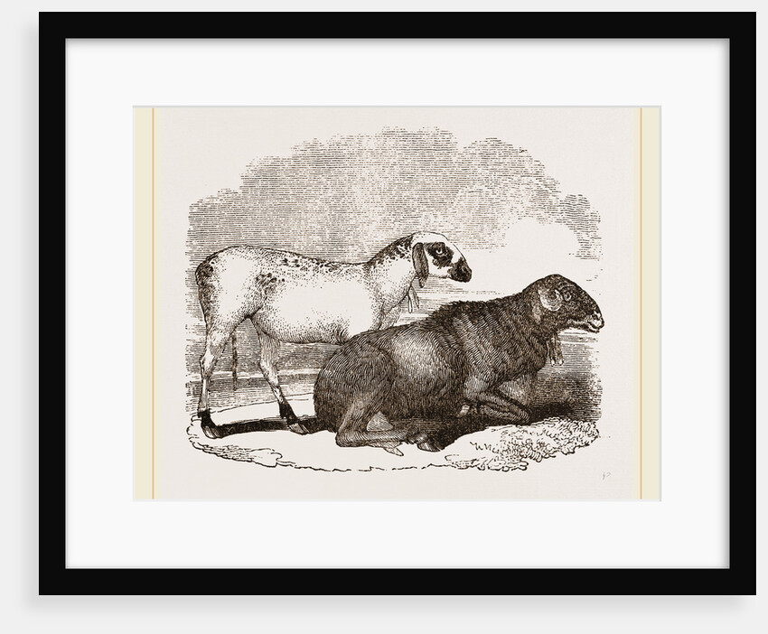 Guinea Sheep by Anonymous