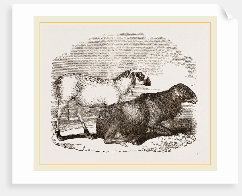 Guinea Sheep by Anonymous
