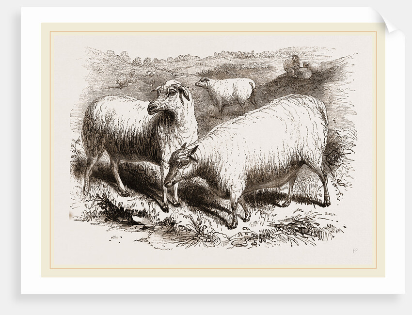 British Long-woolled Sheep UK by Anonymous
