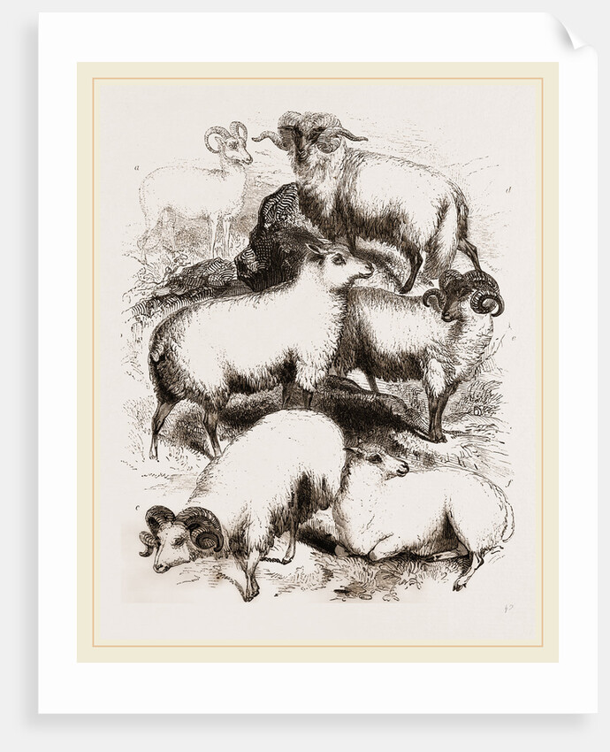 British Middle-woolled Sheep UK by Anonymous