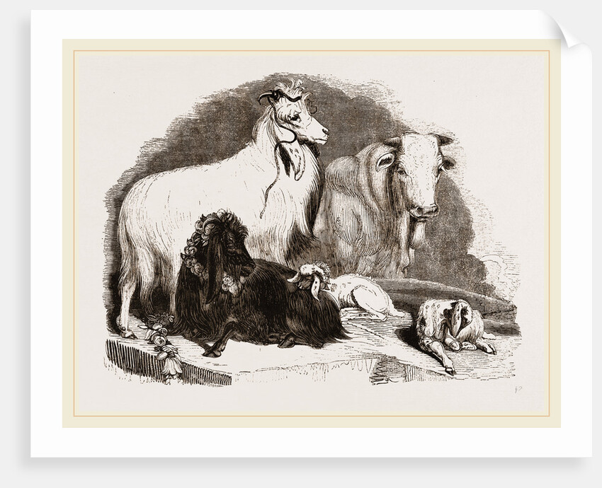 Long-eared Syrian Goats by Anonymous