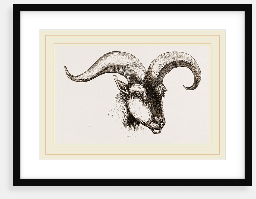 Head of Armenian Argali by Anonymous