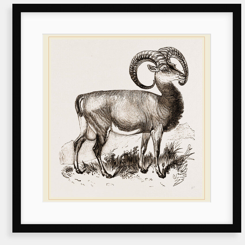 Mouflon of Corsica by Anonymous