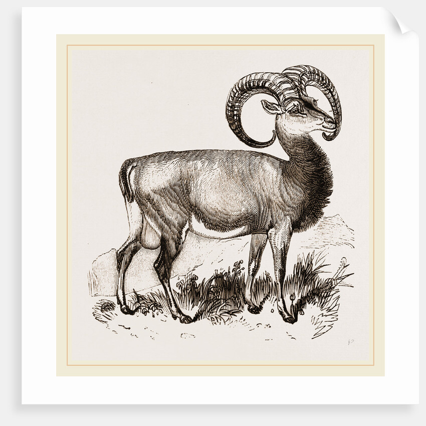 Mouflon of Corsica by Anonymous