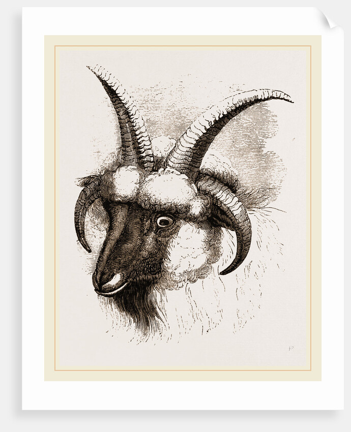 Head of Four-horned Ram by Anonymous