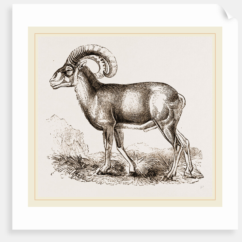 Mouflon of Corsica by Anonymous