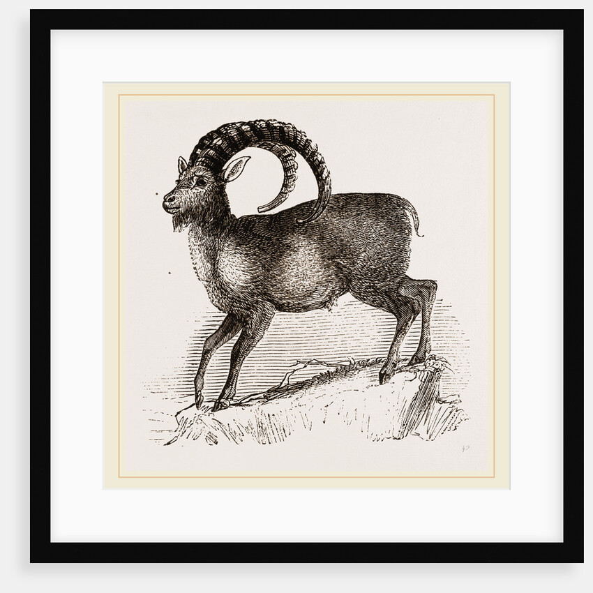 Ibex by Anonymous