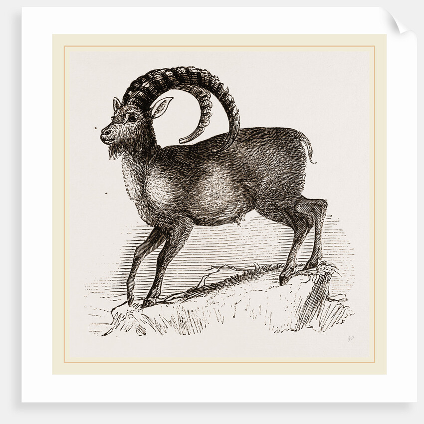 Ibex by Anonymous