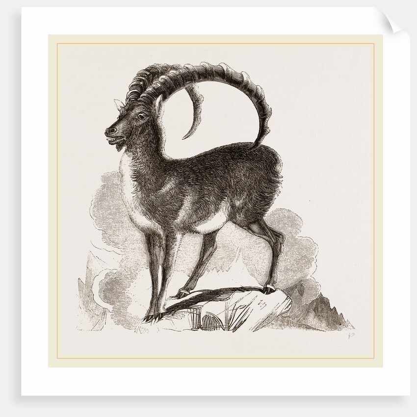 Ibex by Anonymous