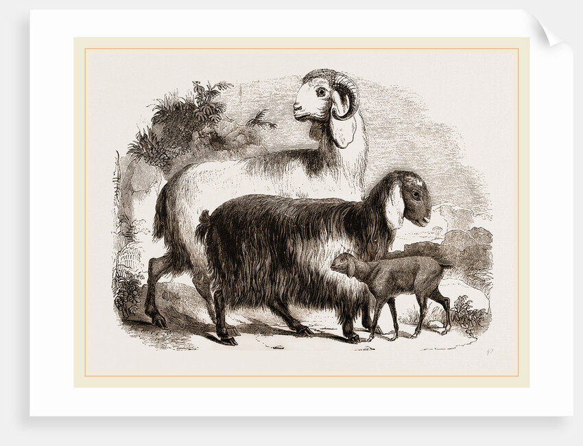 Long-eared Syrian Goats by Anonymous