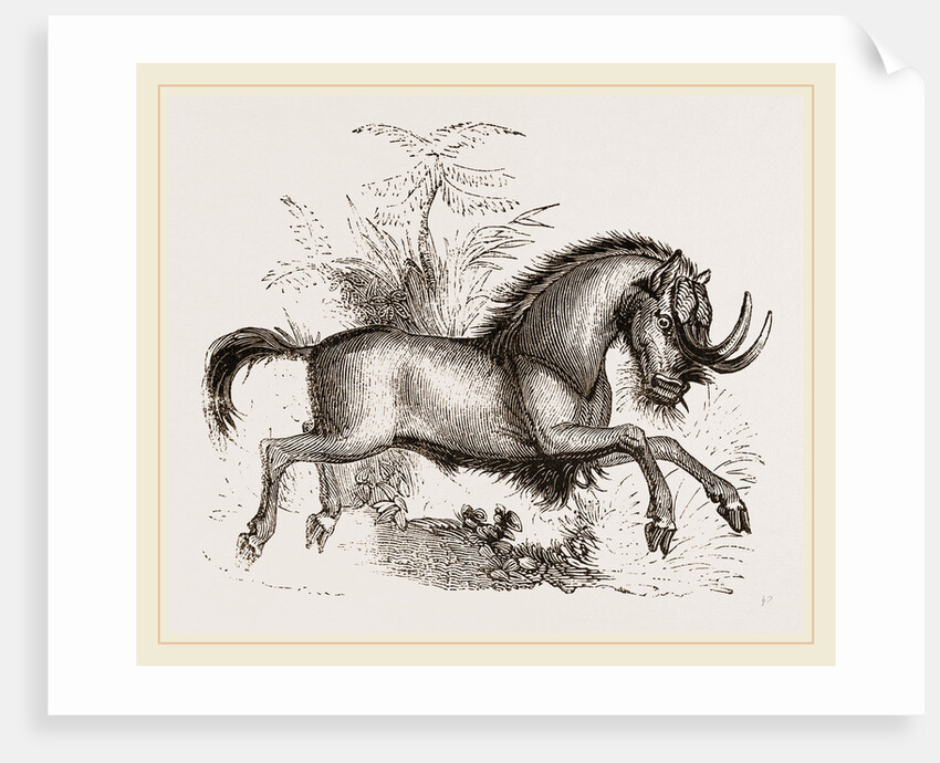 Gnu by Anonymous