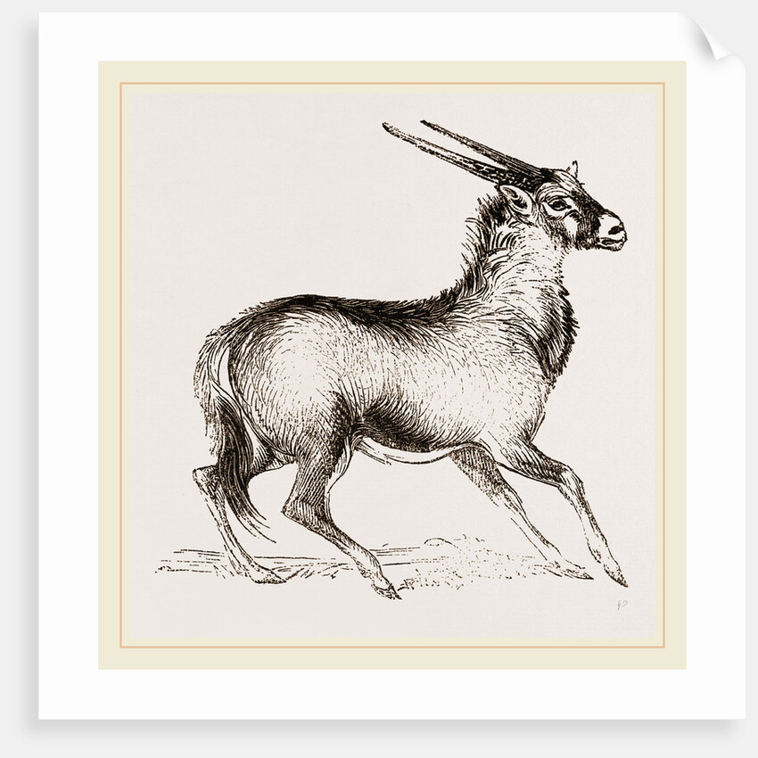 Oryx by Anonymous