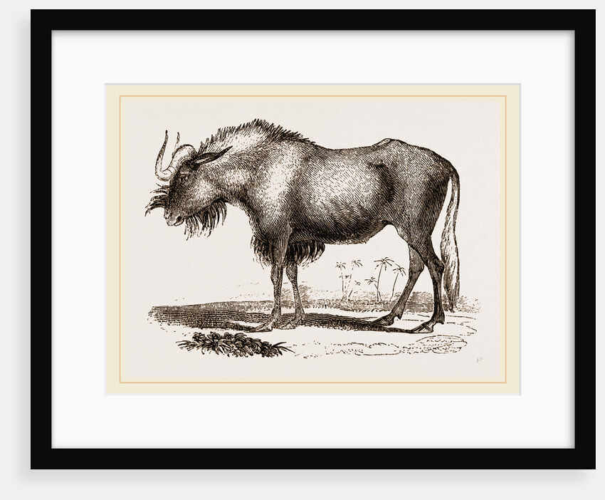Gnu by Anonymous