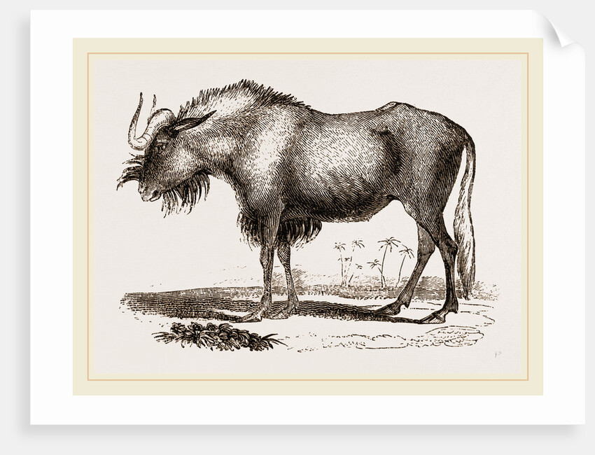 Gnu by Anonymous