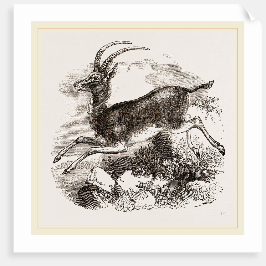 Blauwbok by Anonymous