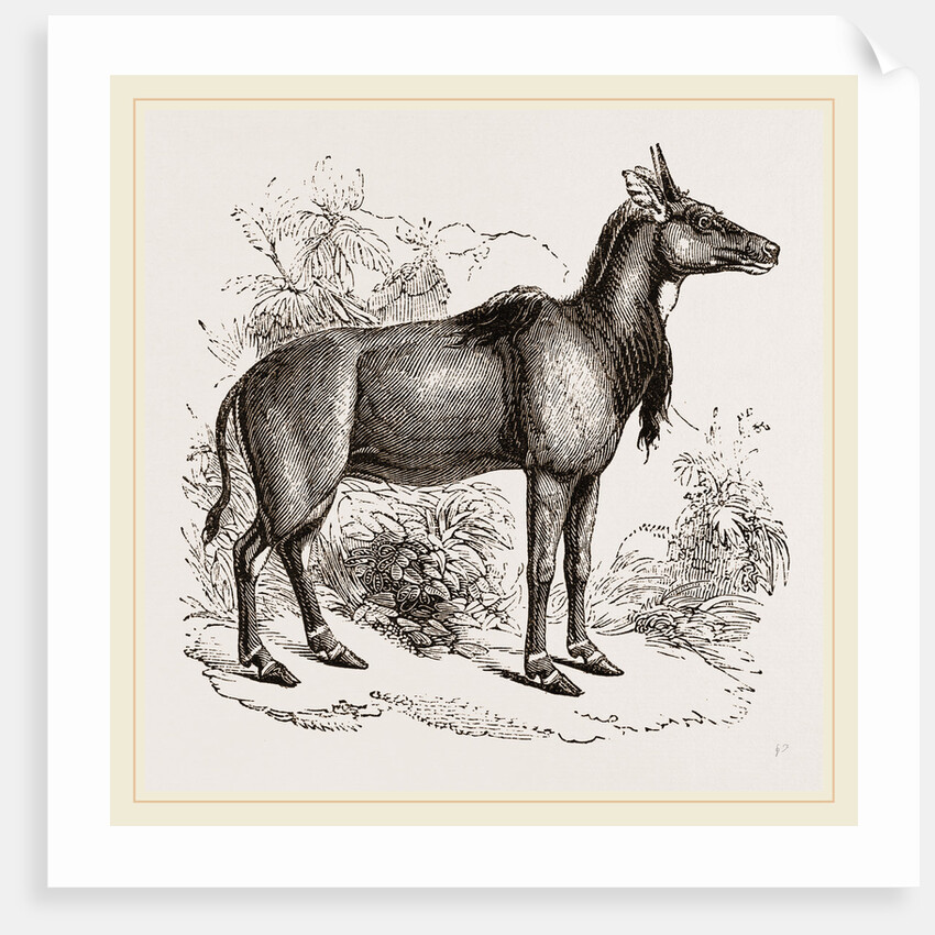 Nyl-ghau by Anonymous