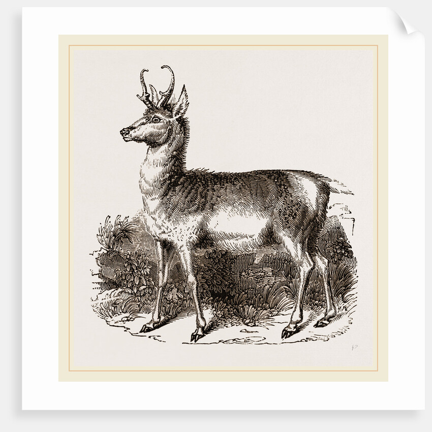 Prongbuck by Anonymous