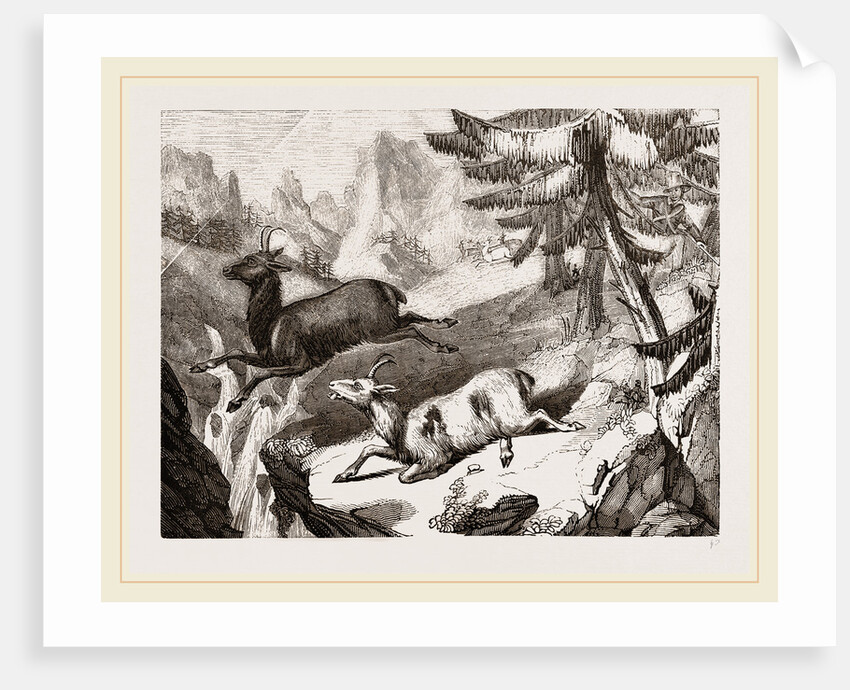 Hunting the Chamois by Anonymous