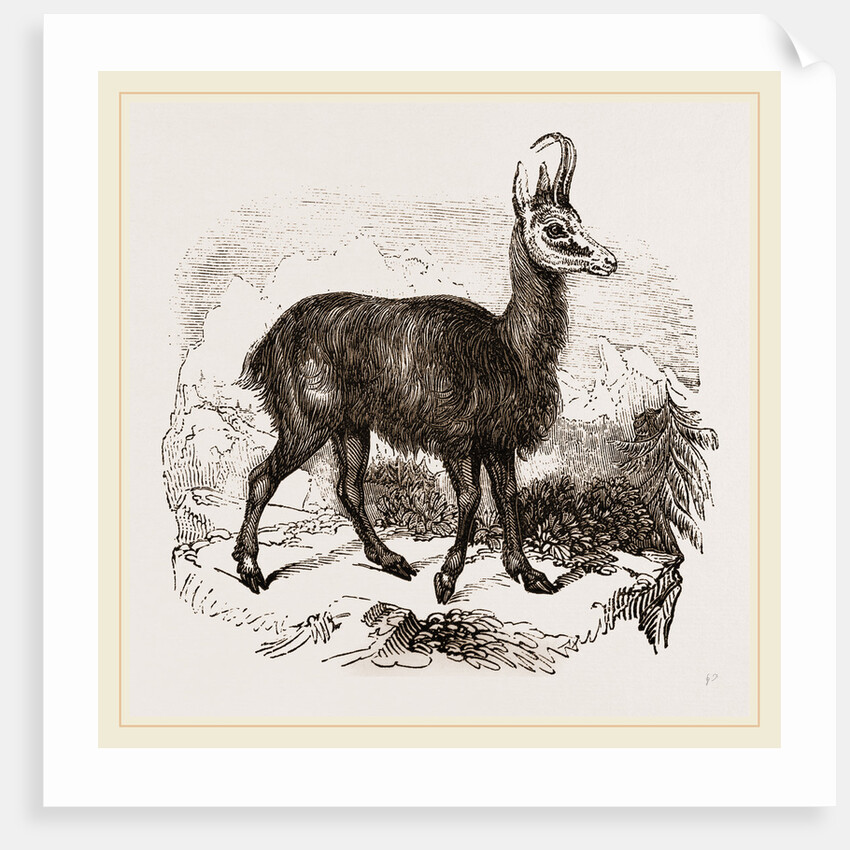 Chamois by Anonymous