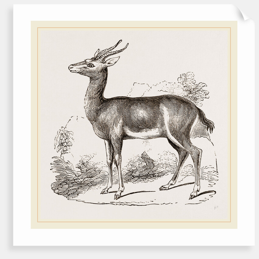 Dorcas Gazelle by Anonymous