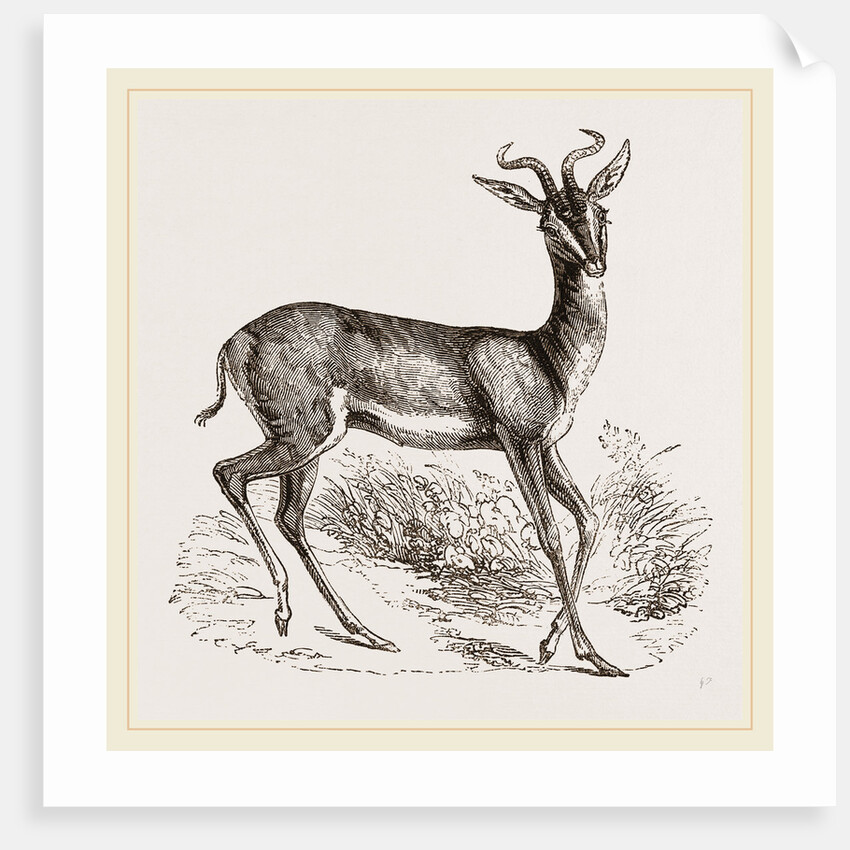 Soemmering's Antelope by Anonymous