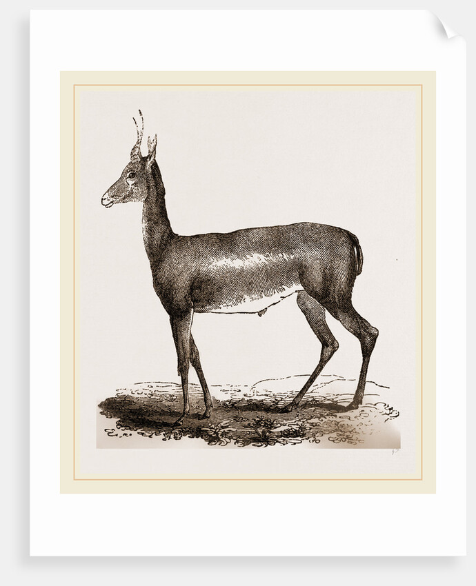 Blessbok by Anonymous