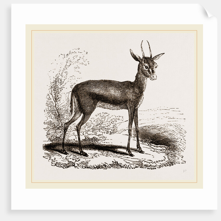 Dorcas Gazelle by Anonymous