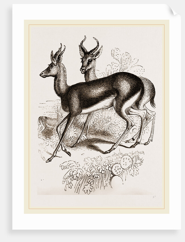 Ariel Gazelle by Anonymous