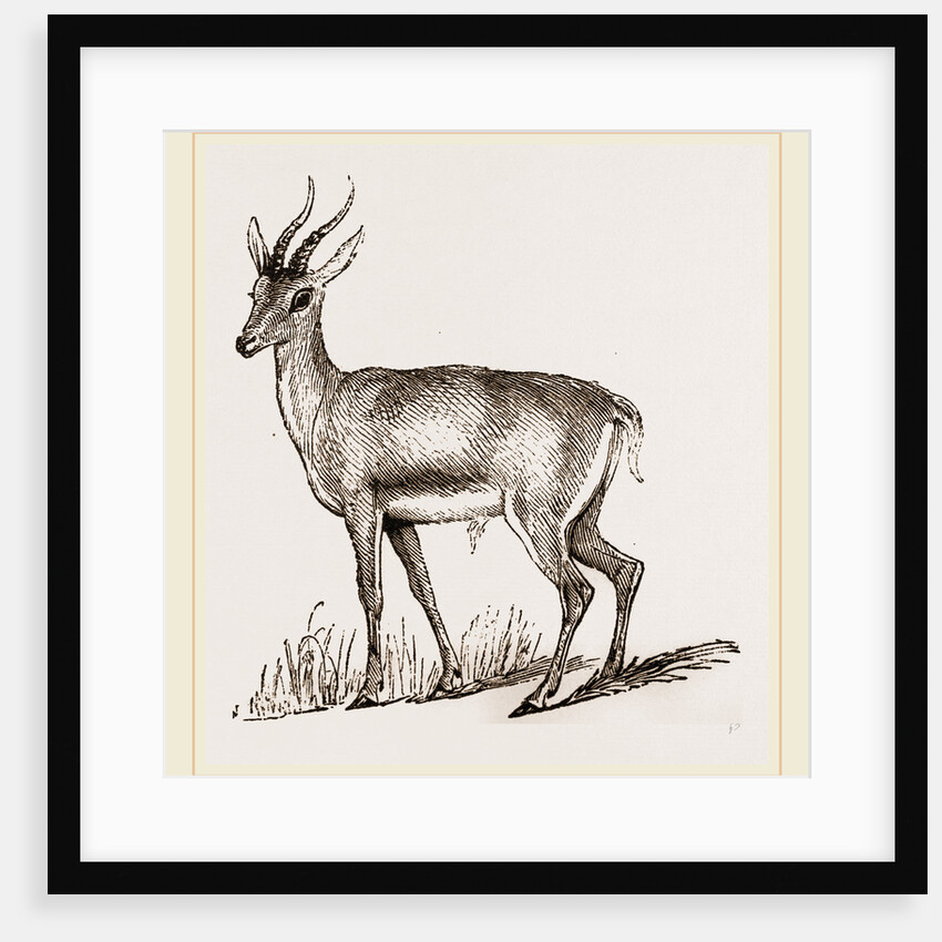 Ariel Gazelle by Anonymous