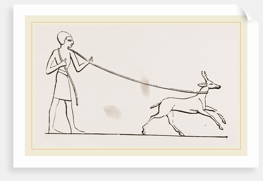 Gazelle caught in lasso Egyptian by Anonymous