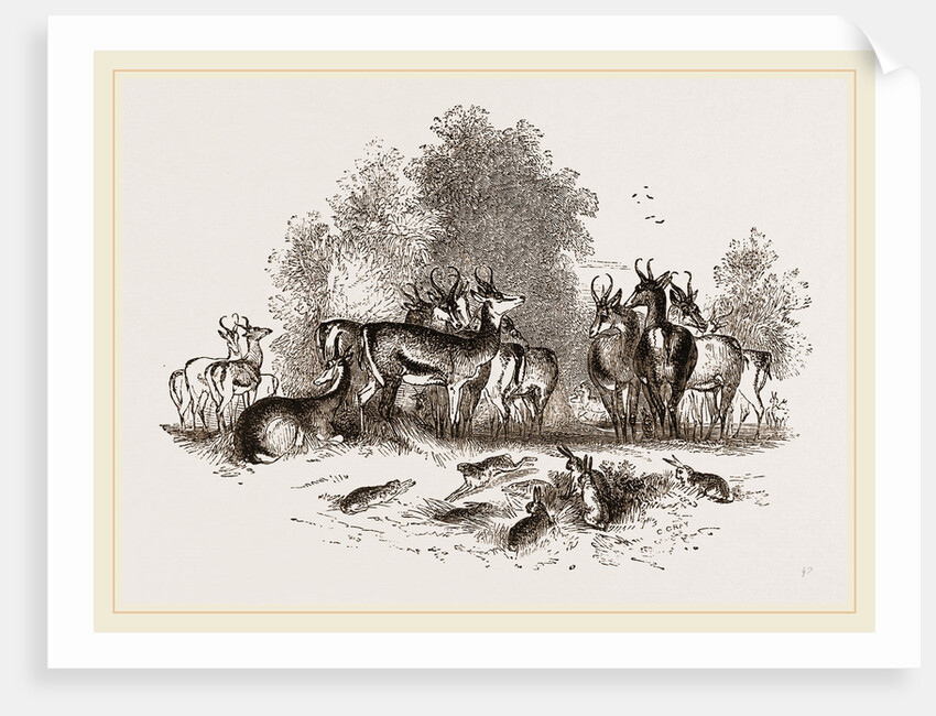 Group of Ariel Gazelles by Anonymous