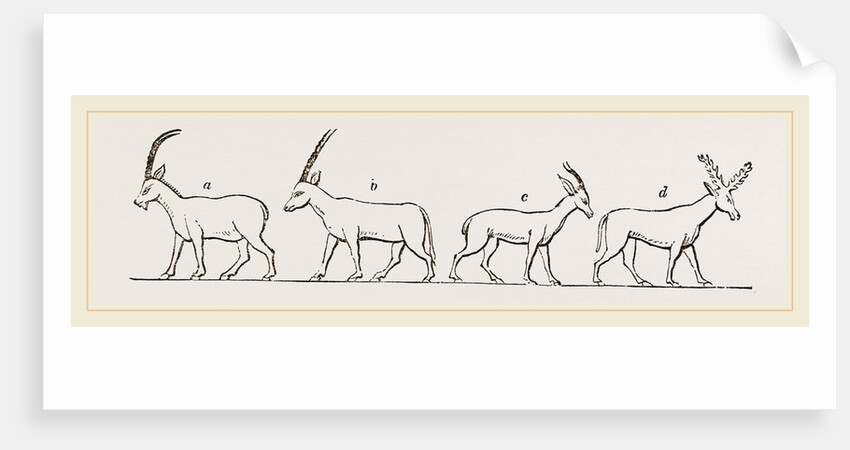 Animals from Egyptian sculptures by Anonymous