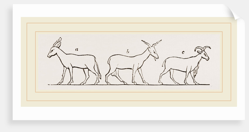 Animals from Egyptian sculptures by Anonymous