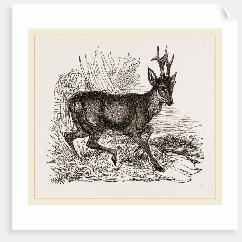 Roebuck by Anonymous