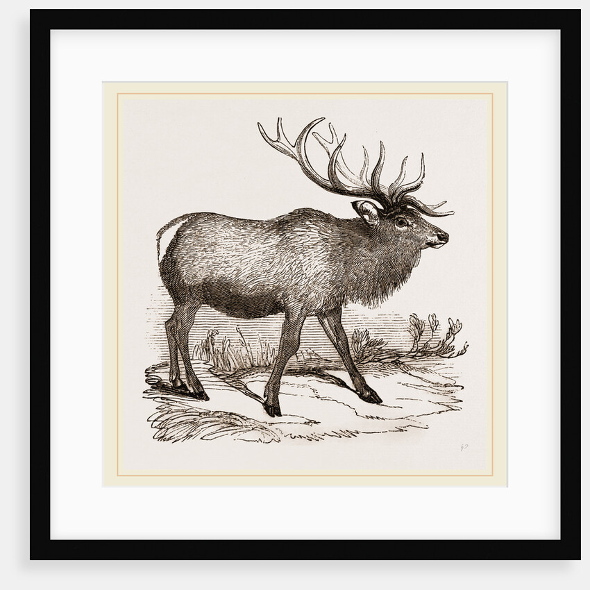 Wapiti by Anonymous